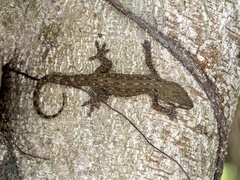 Gekko chinensis