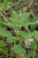 Lamium galeobdolon galeobdolon