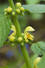 Lamium galeobdolon galeobdolon