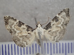 Corgatha pleuroplaca