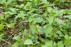 Lamium galeobdolon galeobdolon