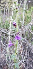 Sairocarpus pusillus