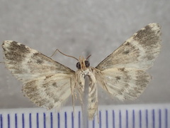 Corgatha pleuroplaca