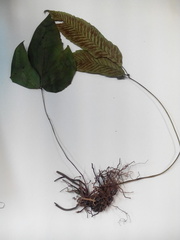 Diplazium ternatum
