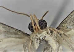 Corgatha pleuroplaca