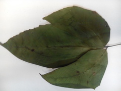 Diplazium ternatum