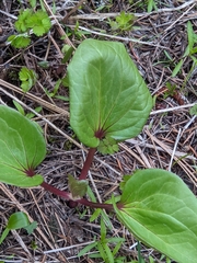 Trillium petiolatum