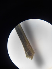Diplazium ternatum