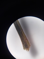 Diplazium ternatum