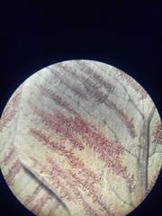 Diplazium ternatum