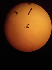 Diplazium ternatum