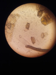 Diplazium ternatum