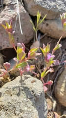Collinsia sparsiflora collina