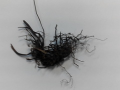 Diplazium ternatum