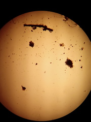 Diplazium ternatum