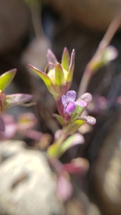 Collinsia sparsiflora collina