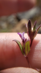 Collinsia sparsiflora collina