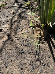 Hesperolinon micranthum