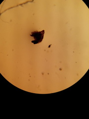 Diplazium ternatum