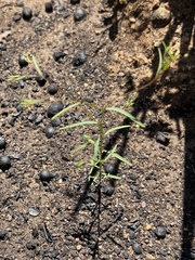 Hesperolinon micranthum