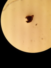 Diplazium ternatum