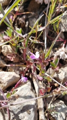 Collinsia sparsiflora collina
