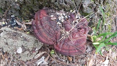 Ganoderma carnosum