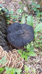 Ganoderma carnosum