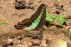 Graphium sarpedon