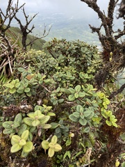 Metrosideros rugosa