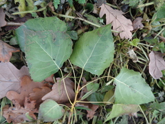 Populus