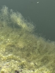 Amathia verticillata