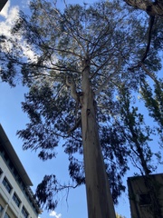 Eucalyptus globulus bicostata