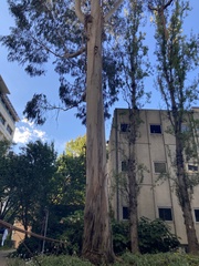 Eucalyptus globulus bicostata