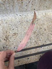 Eucalyptus globulus bicostata