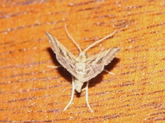 Diasemia accalis