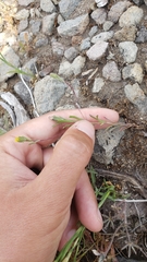 Rigiopappus leptocladus