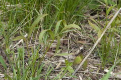 Puccinia sii-falcariae