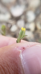 Rigiopappus leptocladus