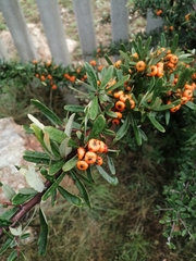 Pyracantha coccinea
