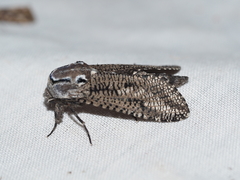 Endoxyla amphiplecta