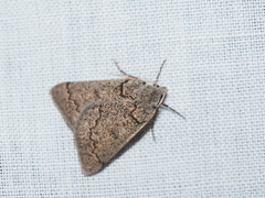 Amelora goniota