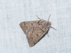 Amelora goniota