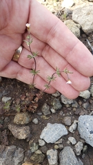 Leptosiphon bolanderi