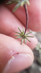 Leptosiphon bolanderi