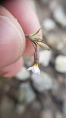 Leptosiphon bolanderi