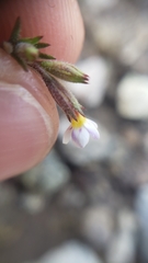 Leptosiphon bolanderi