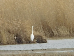 Ardea alba
