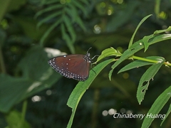 Euploea eunice hobsoni