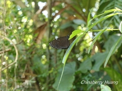 Euploea eunice hobsoni